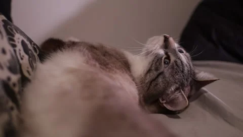Cute Cat Looking Around While Trying To Sleep Stock Footage 167973527