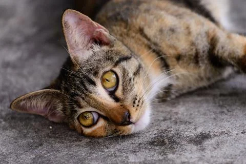Cute cat looking backward while sleeping on the floor. Stock Photos