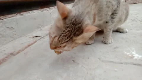 Cute Cat Looking at the Camera with an Adorable Facial Expression Video stock 347489064