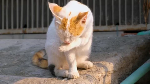 Cute cat looking in the camera, domestic cat licking its paw and clean itself, Stock Footage 342613178