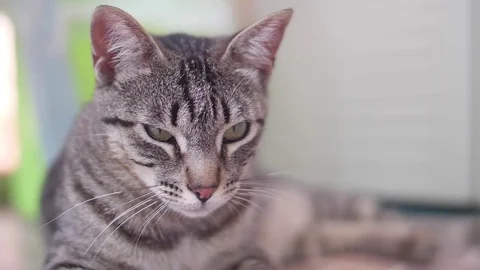 Cute cat looking at camera Stock Footage 76851633