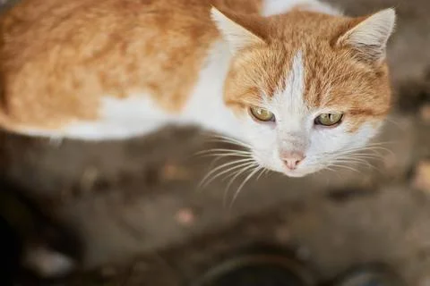Cute cat looking up at camera from a high angle view on a ground background Stock Photos