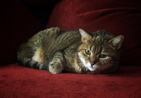 A cute cat looking at camera Stock-Fotos