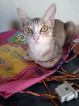 CUTE CAT LOOKING CAMERA Stock-Fotos