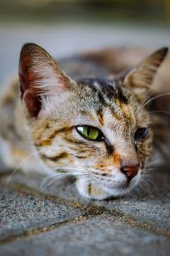 Cute cat looking at camera Stock-Fotos