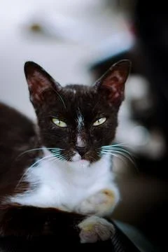 Cute cat looking at camera 스톡 사진