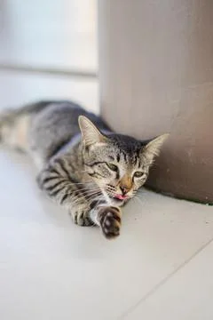 Cute cat looking at camera Stock-Fotos