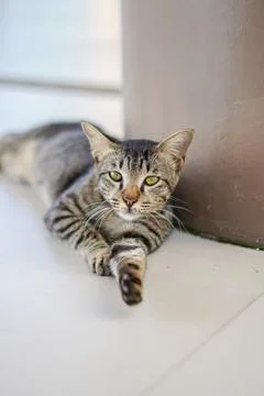 Cute cat looking at camera Stock-Fotos