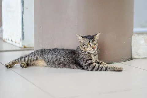 Cute cat looking at camera Stock-Fotos