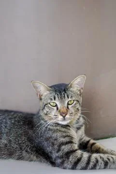 Cute cat looking at camera 스톡 사진