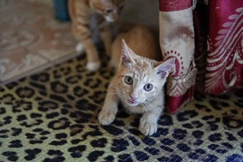 Cute cat looking at camera Stockfoto's