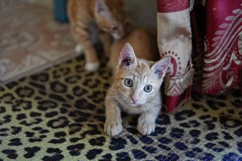 Cute cat looking at camera Stock Photos