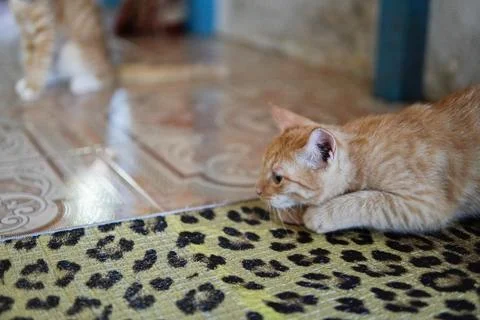 Cute cat looking at camera Stock-Fotos