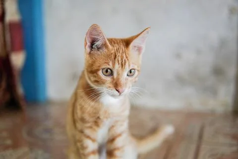 Cute cat looking at camera Stock-Fotos