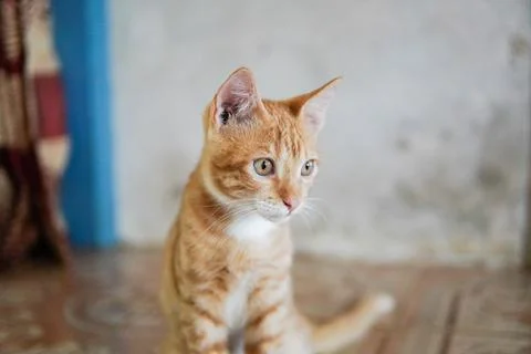 Cute cat looking at camera Stockfoto's