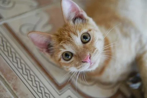 Cute cat looking at camera Stock Photos