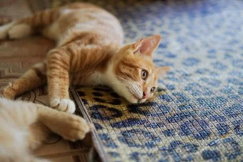 Cute cat looking at camera Stock-Fotos