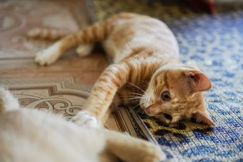 Cute cat looking at camera Stock Photos