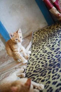 Cute cat looking at camera Stock-Fotos