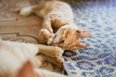 Cute cat looking at camera Stock-Fotos