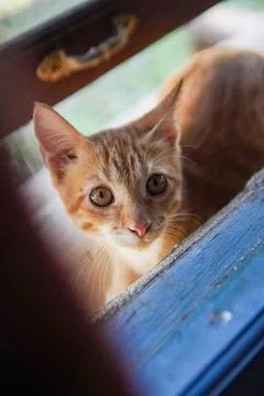 Cute cat looking at camera Stockfoto's