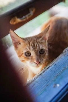 Cute cat looking at camera Stockfoto's