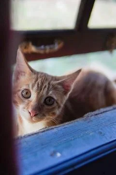 Cute cat looking at camera Stock Photos