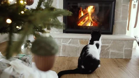 Cute cat looking at cozy fireplace Stock Footage 249829903