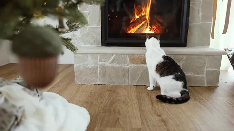 Cute cat looking at cozy fireplace Stock Footage 249829922