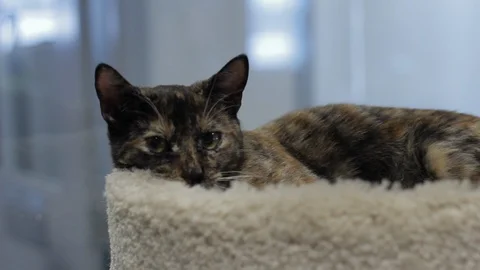 Cute Cat Looking Stock Footage 119601721