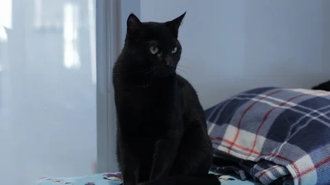 Cute Cat Looking Stock Footage 119601747