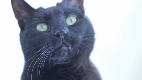 Cute Cat Looking Stock Footage 119601776