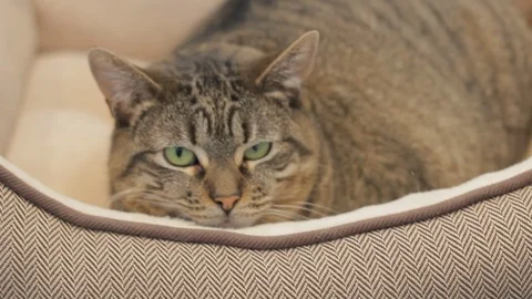 Cute Cat Looking Stock Footage 119601800