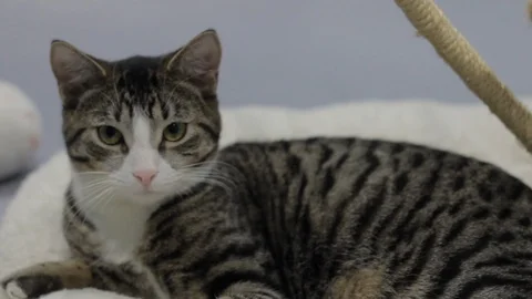 Cute Cat Looking Stock Footage 119601822