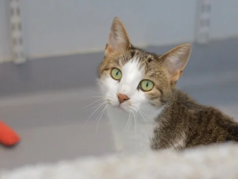 Cute Cat Looking Stock Footage 119601824