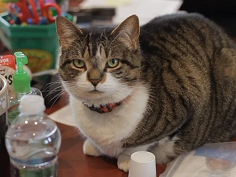 Cute Cat Looking Stock Footage 119601863