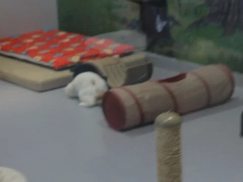 Cute Cat Looking Stock Footage 119601921