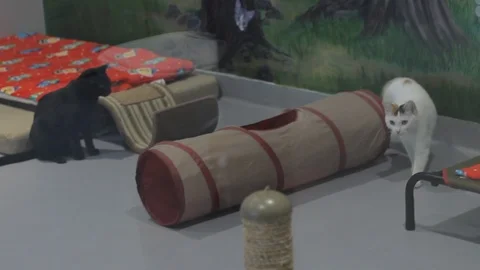 Cute Cat Looking Stock Footage 119601946