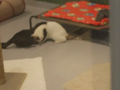 Cute Cat Looking Stock Footage 119601980