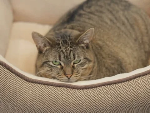 Cute Cat Looking Stock Footage 119601996