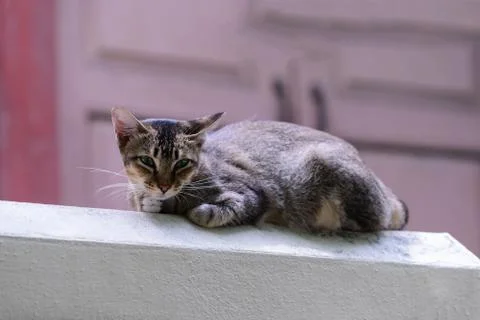 Cute cat looking forward from top building. Stock Photos
