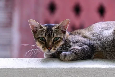 Cute cat looking forward from top building. Stock Photos