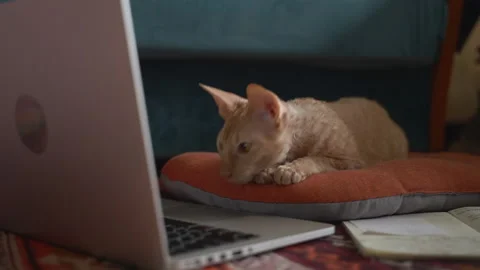 Cute cat is looking at laptop screen while sitting on floor in apartment room Stock Footage 134826728