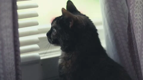 Cute Cat looking out a window Stock Footage 133644155