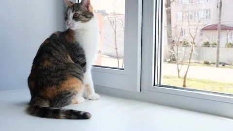 Cute cat looking out the window. Tricolor cat sitting on the windowsill Stock Footage 145385192