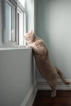Cute cat looking out of the window at home. Stock Photos
