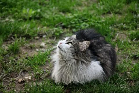 Cute cat looking up Stock Photos