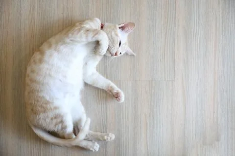 Cute cat looking relax Stock Photos