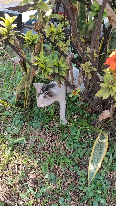 Cute cat looking for something to eat in the garden Stock-Footage 290103982