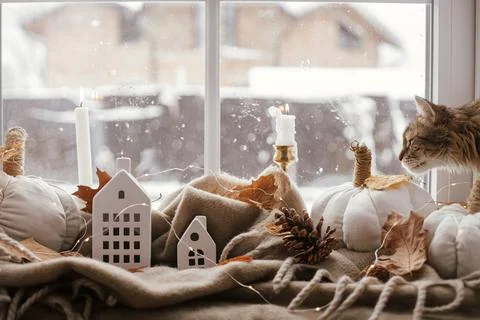 Cute cat looking in window and sitting with pumpkins pillows, fall leaves, .. Stock Photos